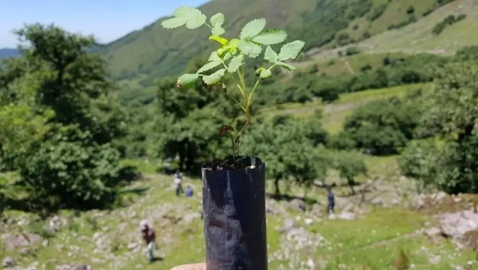 Cuál es la historia del Bosque Energético Miramar en Argentina