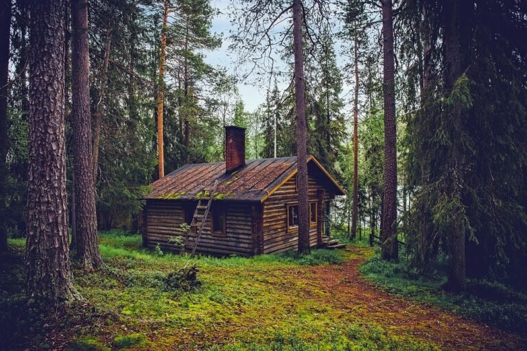 cabanas en un paisaje de bosque