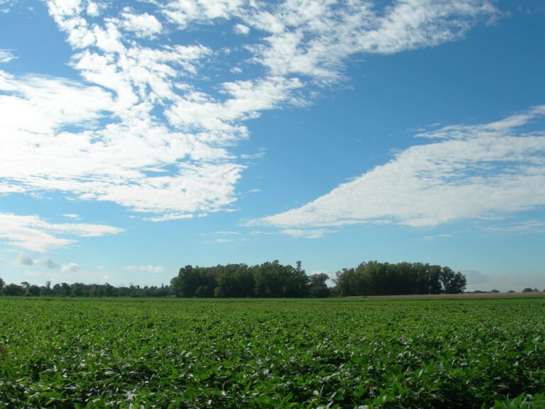 Cuánto cuesta actualmente una hectárea de campo en Santa Fe 28 campo verde en santa fe al amanecer