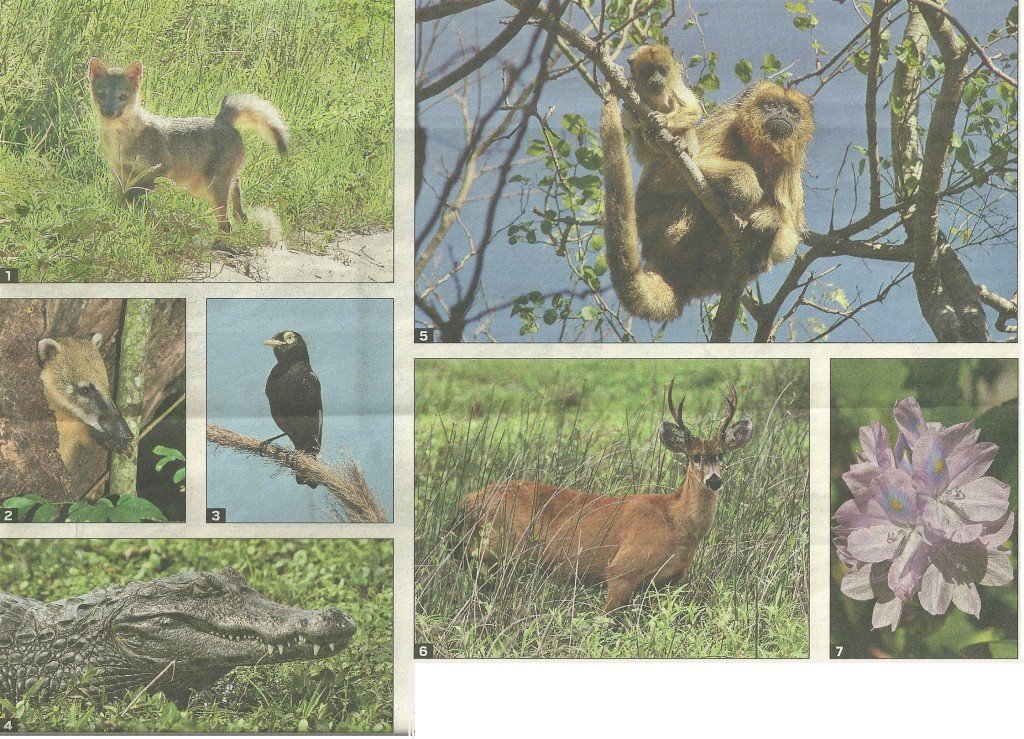 Qué especies representan la flora y fauna del nordeste argentino 3 Qué especies representan la flora y fauna del nordeste argentino