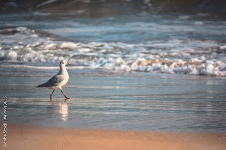 gaviotas buscando alimento en la playa