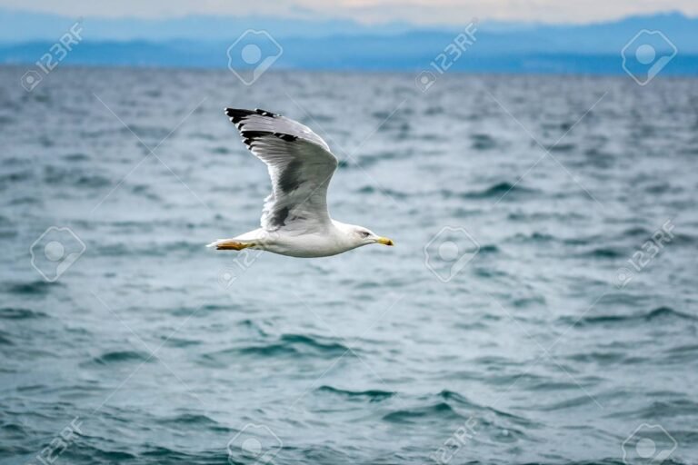 gaviotas volando sobre el oceano