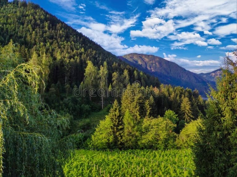montanas y bosques en un dia soleado