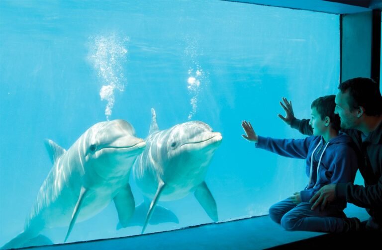 Qué actividades y atracciones ofrece el mundo marino en San Clemente 29 mundo marino en san clemente