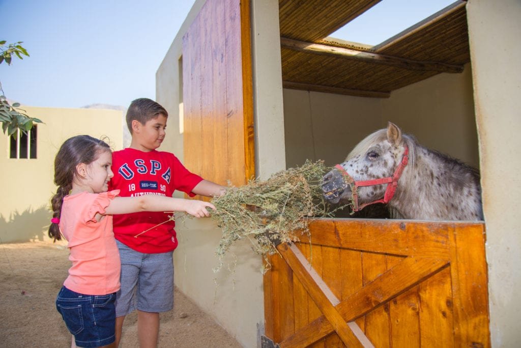 Qué servicios ofrece Los Pingüinos Country Club para sus visitantes