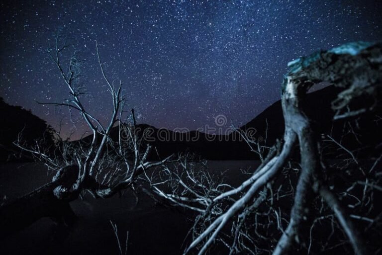noche estrellada sobre el canal beagle