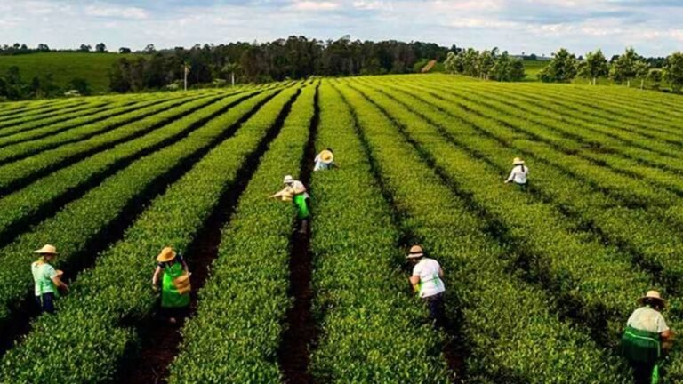 paisaje de plantaciones de yerba mate