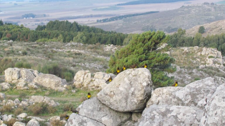 paisaje de tandil con sierras y naturaleza
