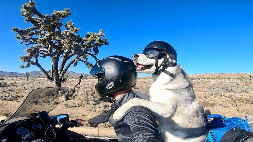 Es seguro usar un casco de moto para perros durante los viajes