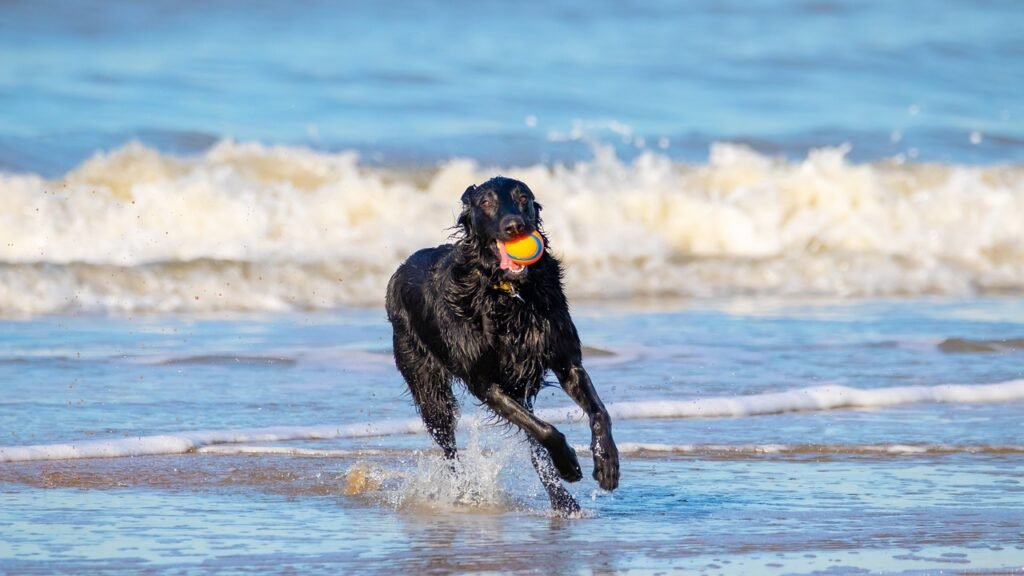 Qué destinos de mar azul son pet friendly para disfrutar con tu mascota
